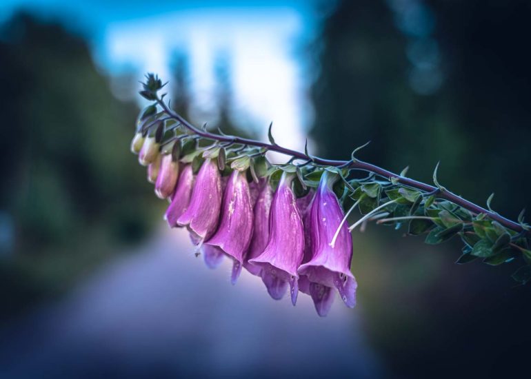 leifstroem_sweden-flower